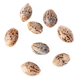 Photo Frosted Zin Autoflower Seeds