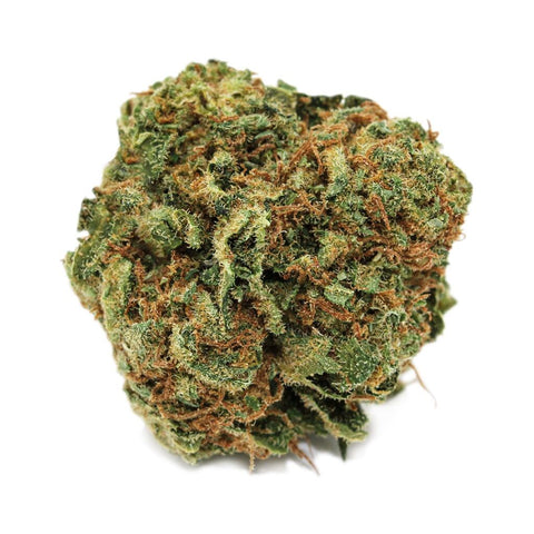 Blueberry Photo
