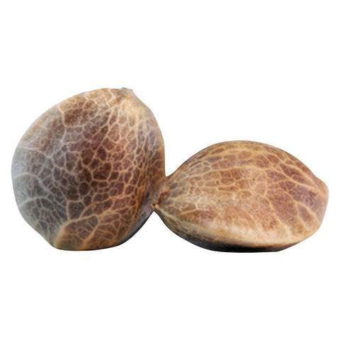 Photo Woosah Select Feminised Seeds