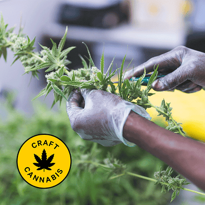 Image All About Craft Cannabis