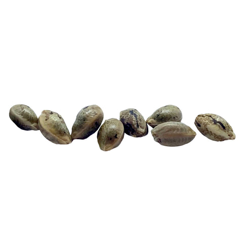Photo Durban Violette Feminized Seeds