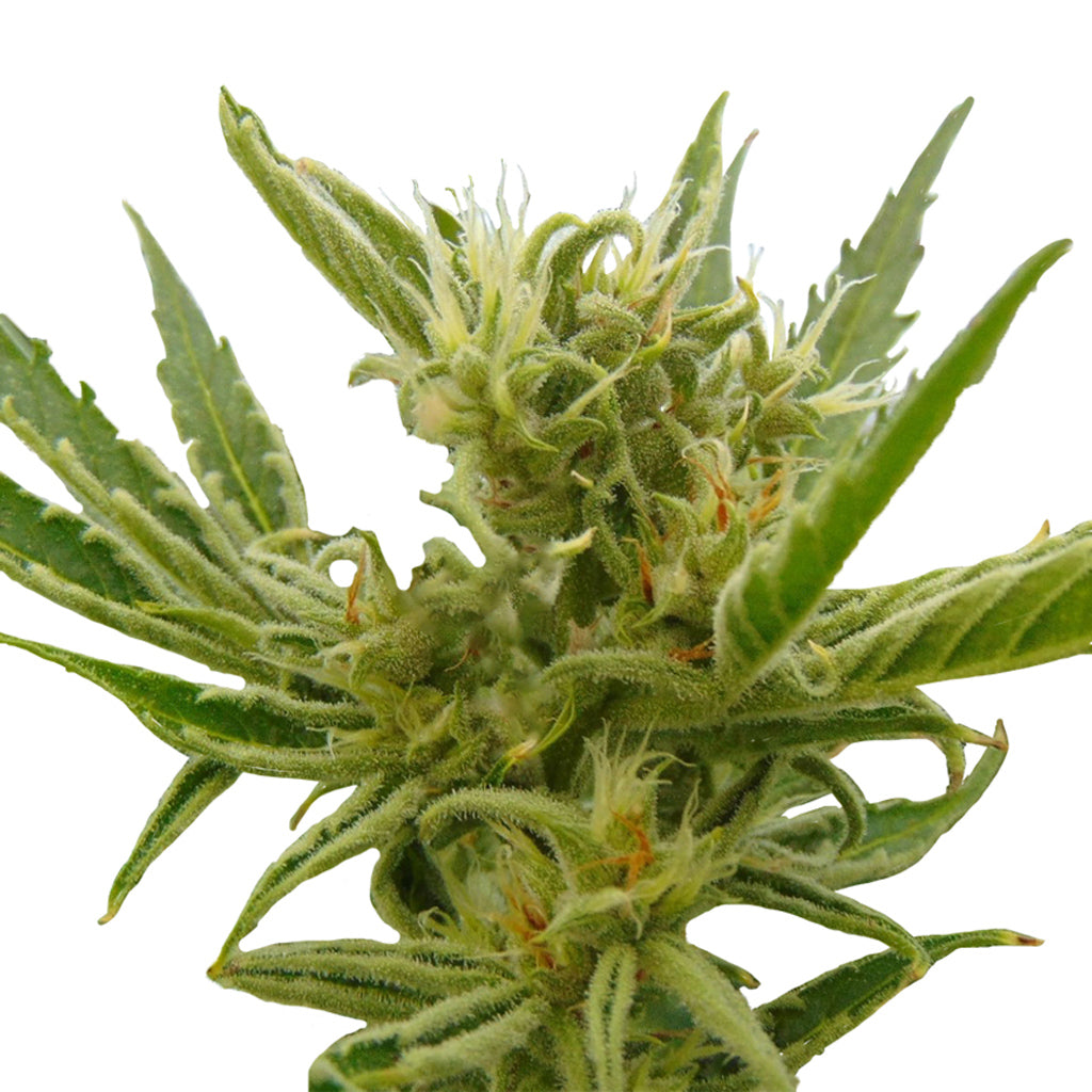 Cali Orange Sherbet CBD:THC 1:1 Autoflowering Seeds - 