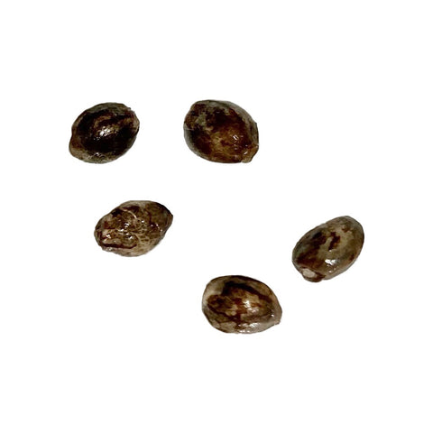 Photo Cali Orange Sherbet CBD:THC 1:1 Autoflowering Seeds