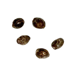 Photo Cali Orange Sherbet CBD:THC 1:1 Autoflowering Seeds