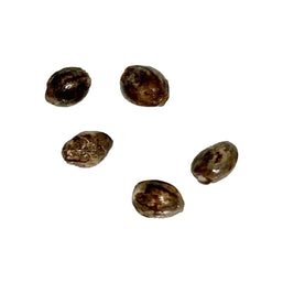 Photo Pure CBD Raspberry Cheesecake Feminized Seeds