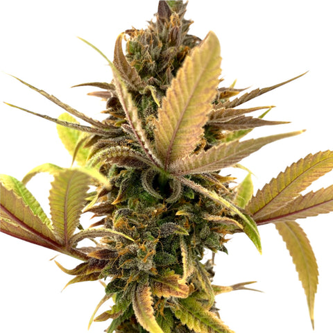 Photo E V E R E 5 T Seeds (Regular)