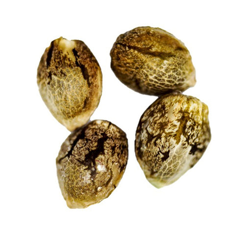 Photo Wedding Cake Seeds (Feminized)
