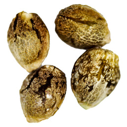 Photo Gorilla Glue Feminized Auto Seeds