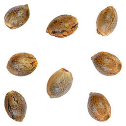 Photo White Lights Seeds