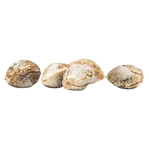 Photo CBD Rene Seeds (Feminized)