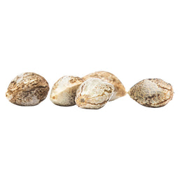 Photo CBD Rene Seeds (Feminized)