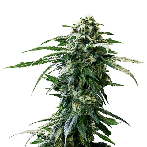 Photo AK-47 Seeds (Autoflower)