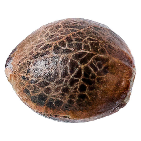 Photo BCP Seeds