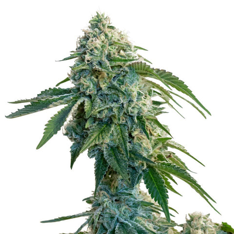 Photo Garlic Cookies Seeds (Feminized)