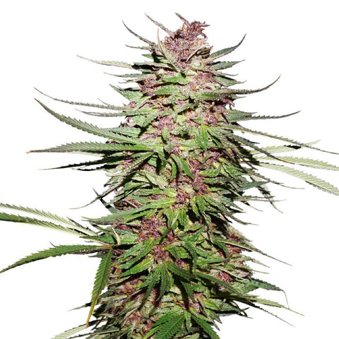 Photo Purple #1 Seeds (Feminized)