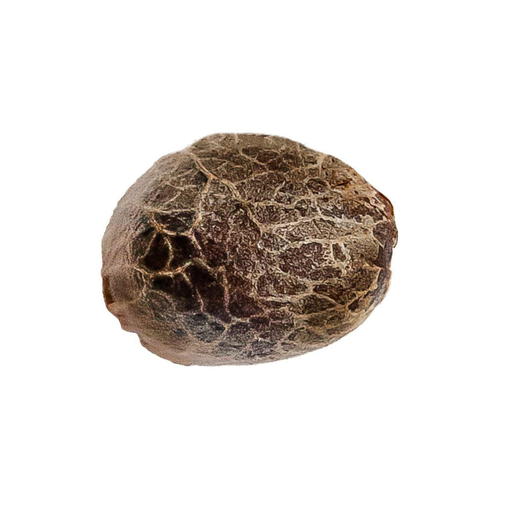 Kush Cookies Seeds - 