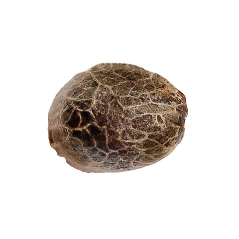 Kush Cookies Seeds Photo