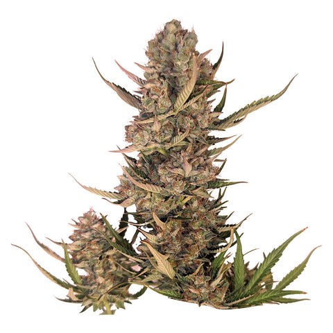Photo Pink Lemonade Auto Seeds