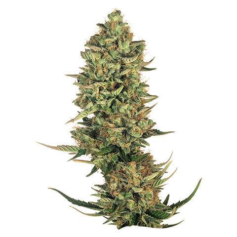 Photo Super Lemon Haze Seeds