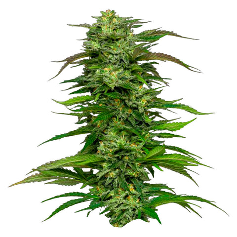 Photo Dream Queen Auto Seeds