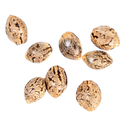 Photo Purple Punch Mintz Autoflower Seeds