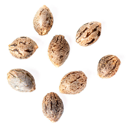 Photo Tangerine Cookies Autoflower Seeds