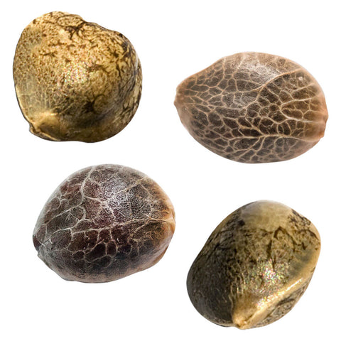 Photo Mystery Mixed Pack Seeds (Autoflower)