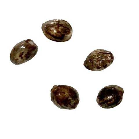 Photo Exodus UK Cheese THC Seeds (Autoflower)