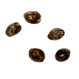 Photo Exodus UK Cheese THC Seeds (Autoflower)